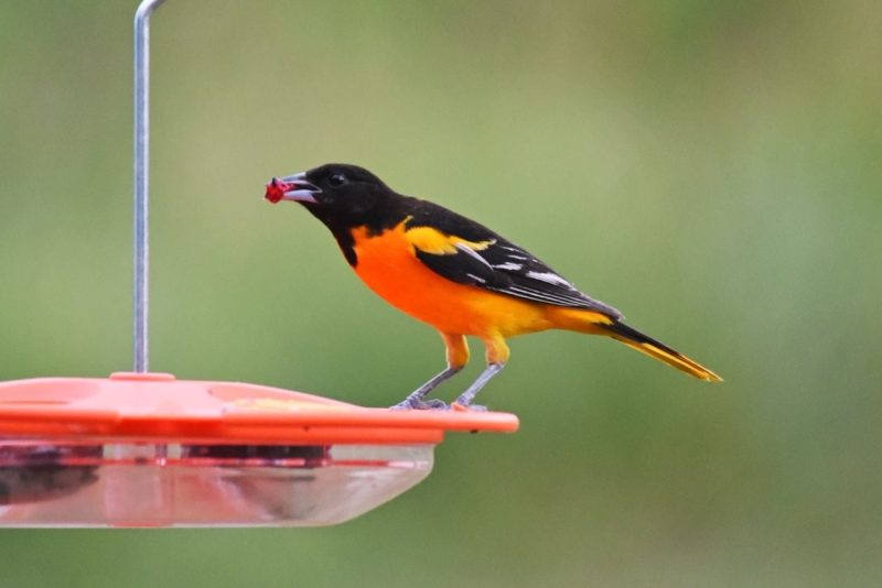 How to Attract More Birds to Your Yard in Michigan
