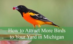 How to Attract More Birds to Your Yard in Michigan (By Season)