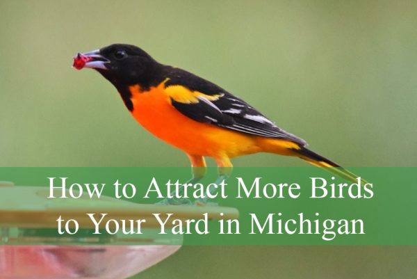 How to Attract More Birds to Your Yard in Michigan