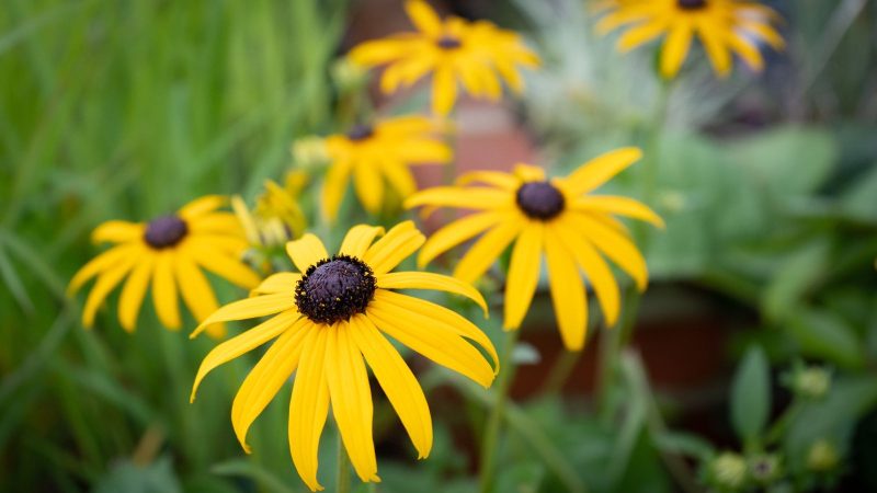 How to Grow Black-eyed Susan in Alabama