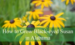 How to Grow Black-eyed Susan in Alabama: A Complete Guide