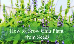 How to Grow Chia Plant from Seeds: A Complete Beginner’s Guide