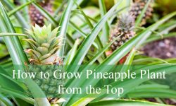 How to Grow Pineapple Plant from the Top and Get Juicy Results