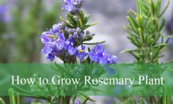 How to Grow Rosemary Plant: The Ultimate Beginner’s Guide