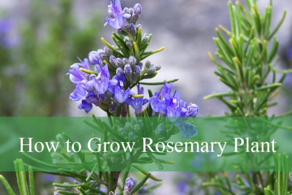 How to Grow Rosemary Plant