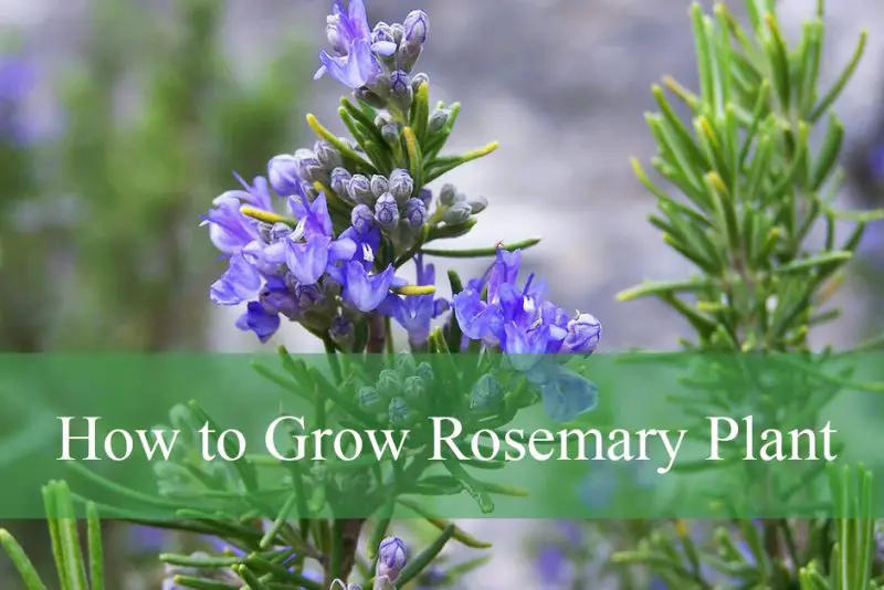How to Grow Rosemary Plant