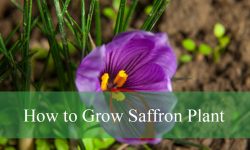 How to Grow Saffron Plant Easily with Proven Tips