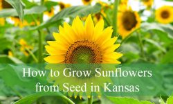 How to Grow Sunflowers from Seed Successfully in Kansas