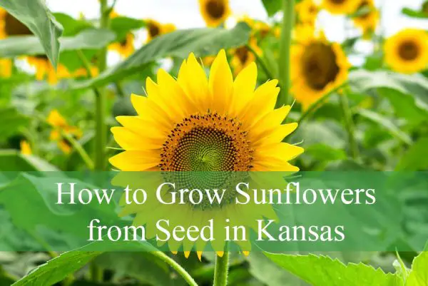 How to Grow Sunflowers from Seed in Kansas
