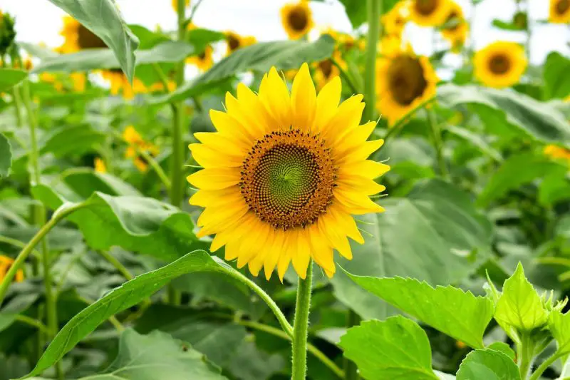How to Grow Sunflowers from Seed in Kansas