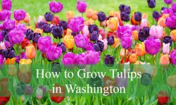 How to Grow Tulips in Washington from Bulb to Bloom