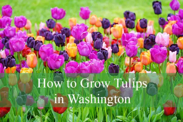 How to Grow Tulips in Washington