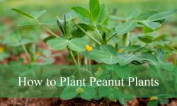 How to Plant Peanut Plants the Right Way for a Bumper Harvest