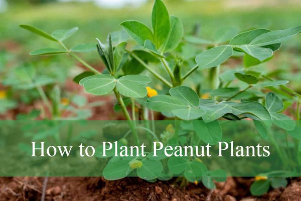 How to Plant Peanut Plants