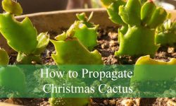 How to Propagate Christmas Cactus and Grow New Plants Fast