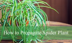 How to Propagate Spider Plant in Water or Soil the Easy Way