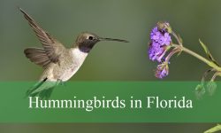 12 Hummingbirds in Florida (With Pictures and Identification)