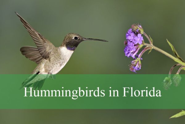 Hummingbirds in Florida