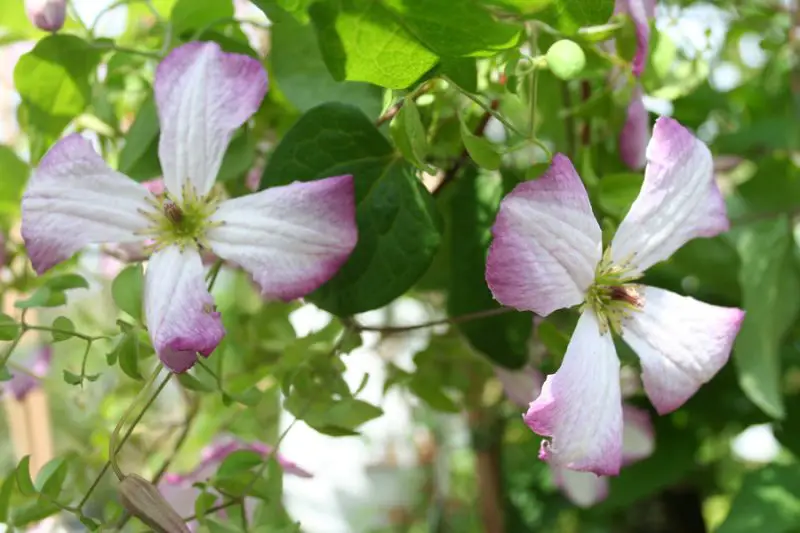 Types of Clematis Plants