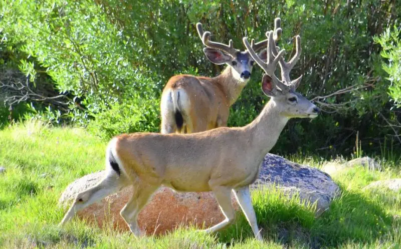 Types of Deer in California