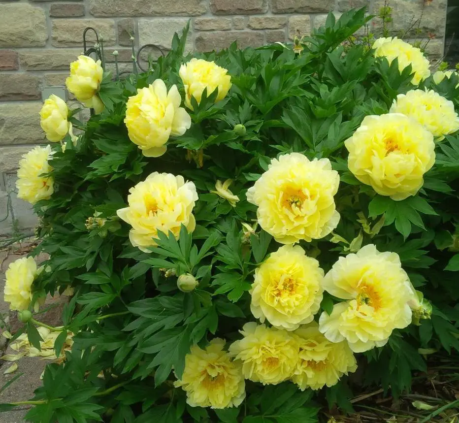 Yellow Peonies