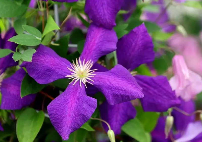 Types of Clematis Plants