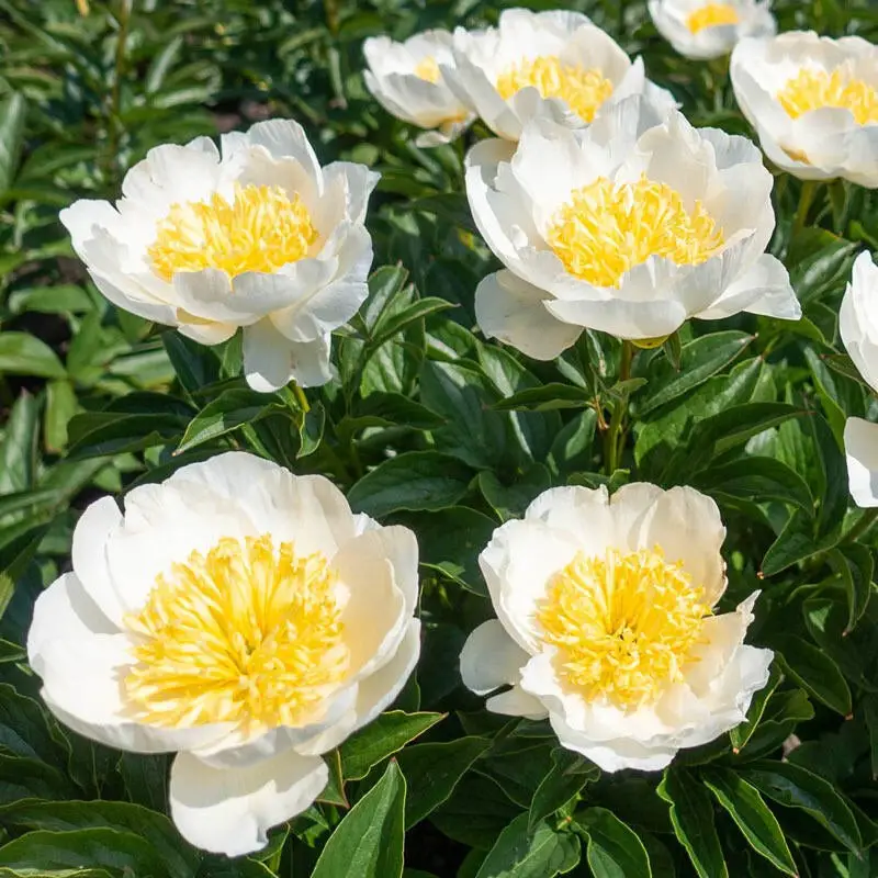 Yellow Peonies