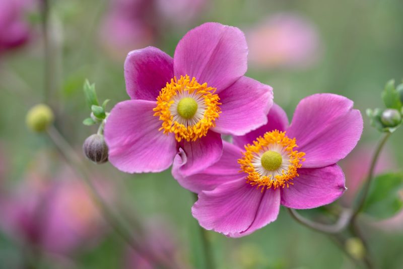 Flowers That Bloom in Autumn
