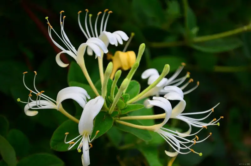 Types of Honeysuckle Plants