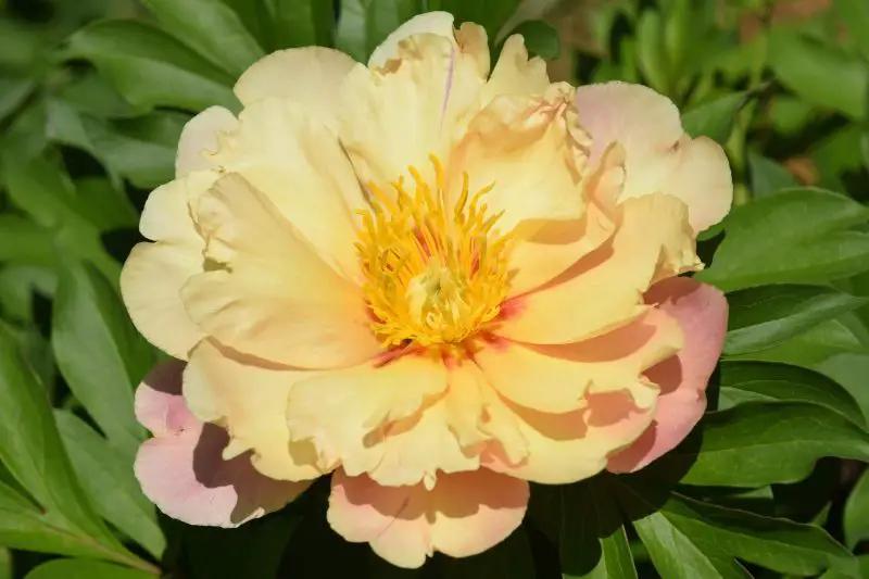 Yellow Peonies