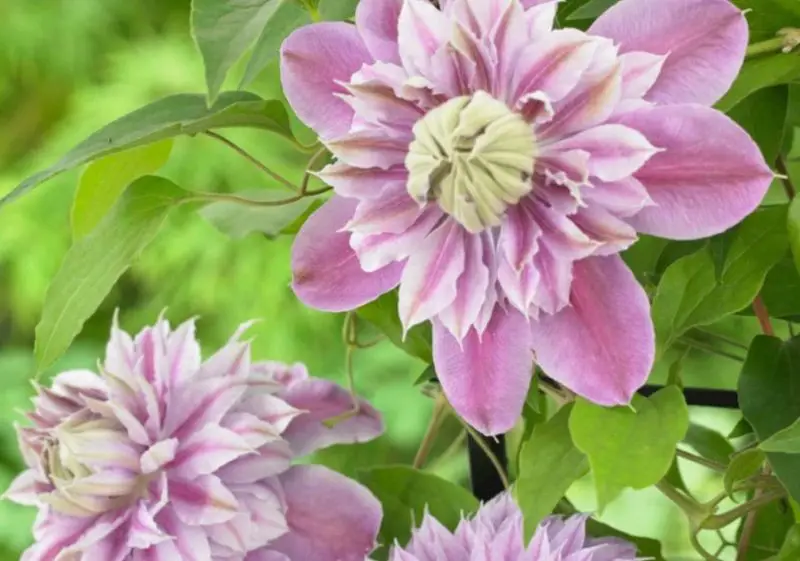 Types of Clematis Plants