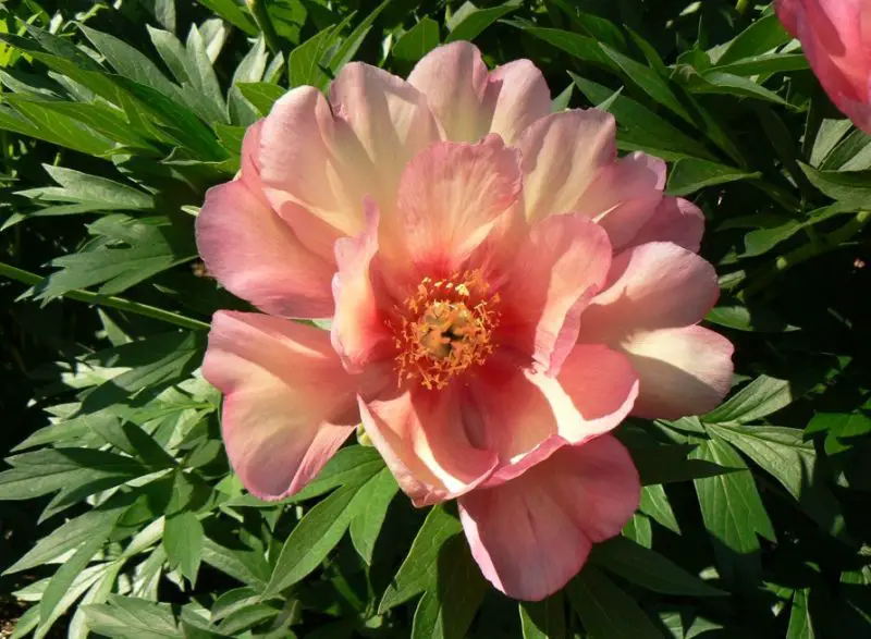 Yellow Peonies