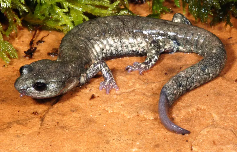 Salamanders in Oregon