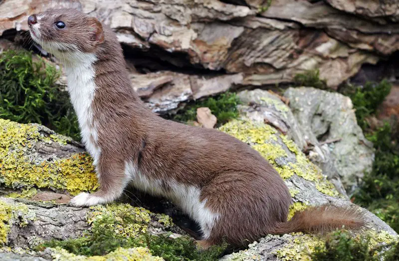 Weasels in Wisconsin