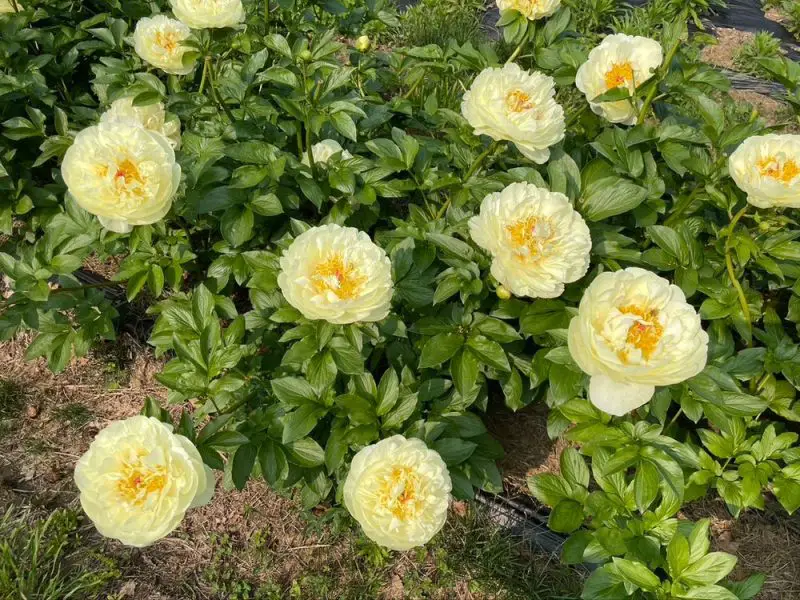 Yellow Peonies