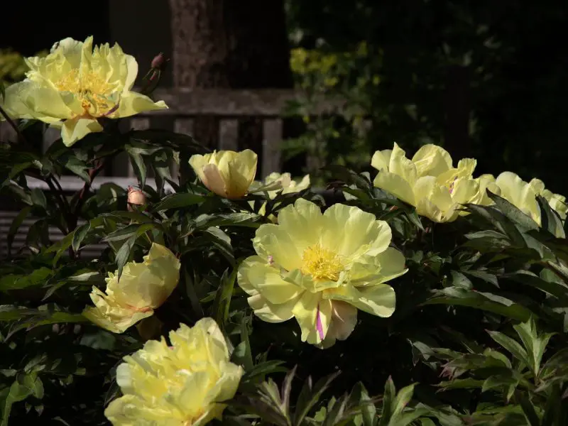 Yellow Peonies