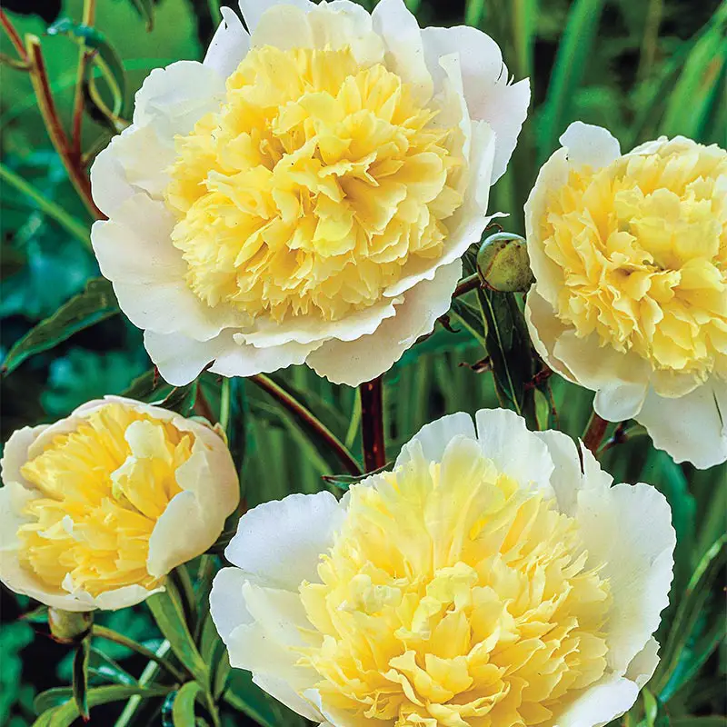 Yellow Peonies