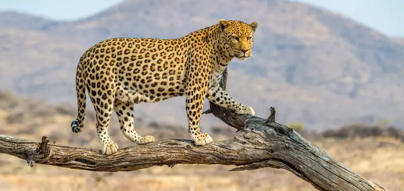 Leopards in Arizona