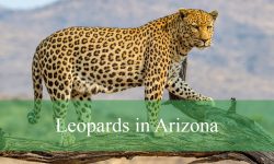 Shocking Truth About Leopards in Arizona: What No One Tells You