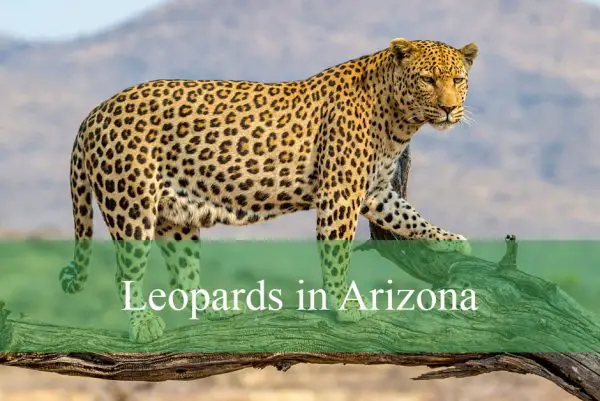 Leopards in Arizona