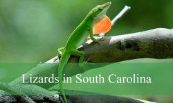 20 Lizards in South Carolina (With Pictures and Identification)
