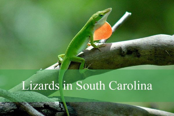Lizards in South Carolina