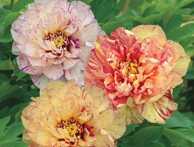 Yellow Peonies
