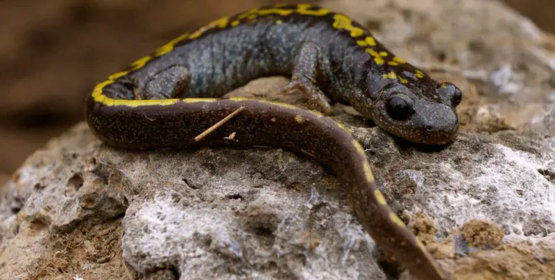 salamanders in Oregon