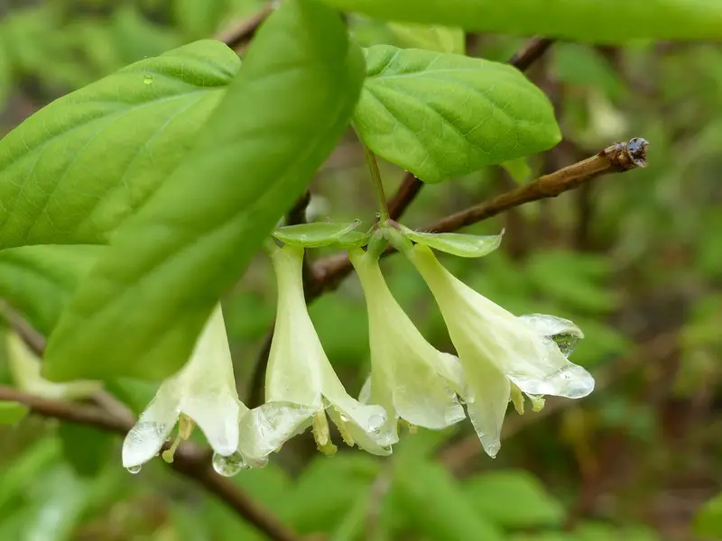 Types of Honeysuckle Plants