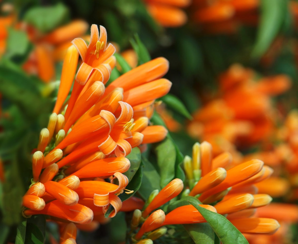 Types of Honeysuckle Plants