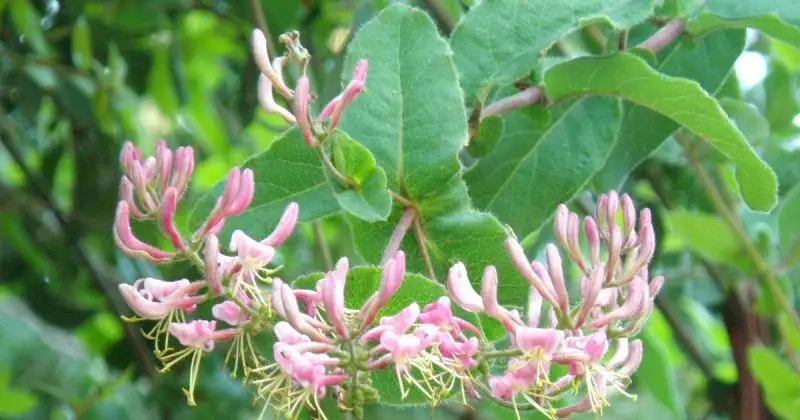 Types of Honeysuckle Plants