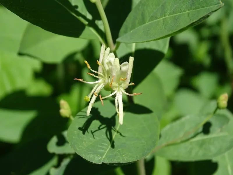 Types of Honeysuckle Plants