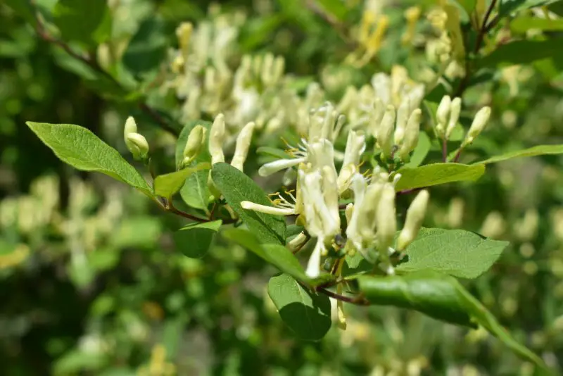 Types of Honeysuckle Plants