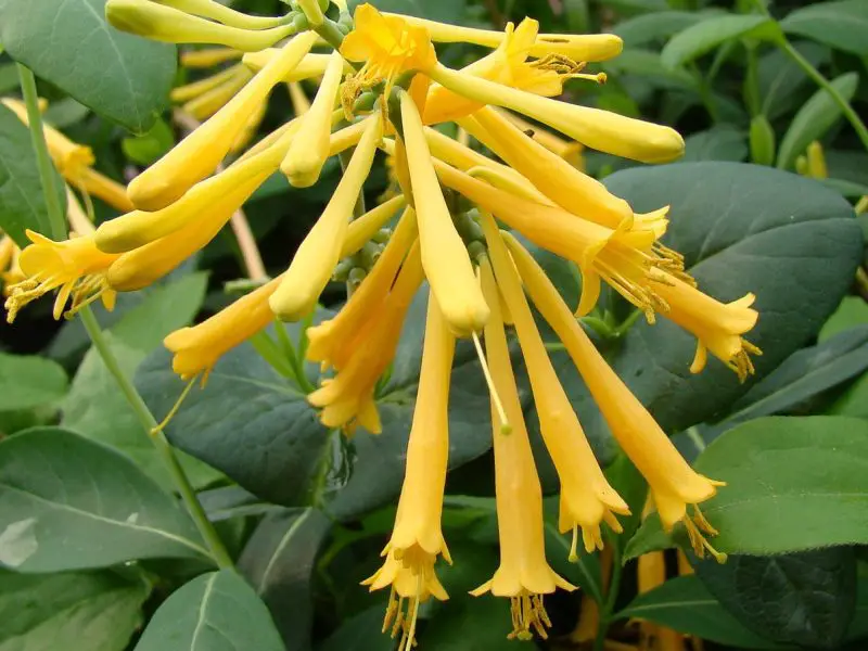 Types of Honeysuckle Plants